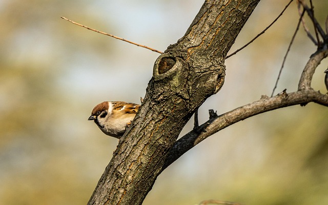 Pássaro, Ornitologia, Pardal, Natureza