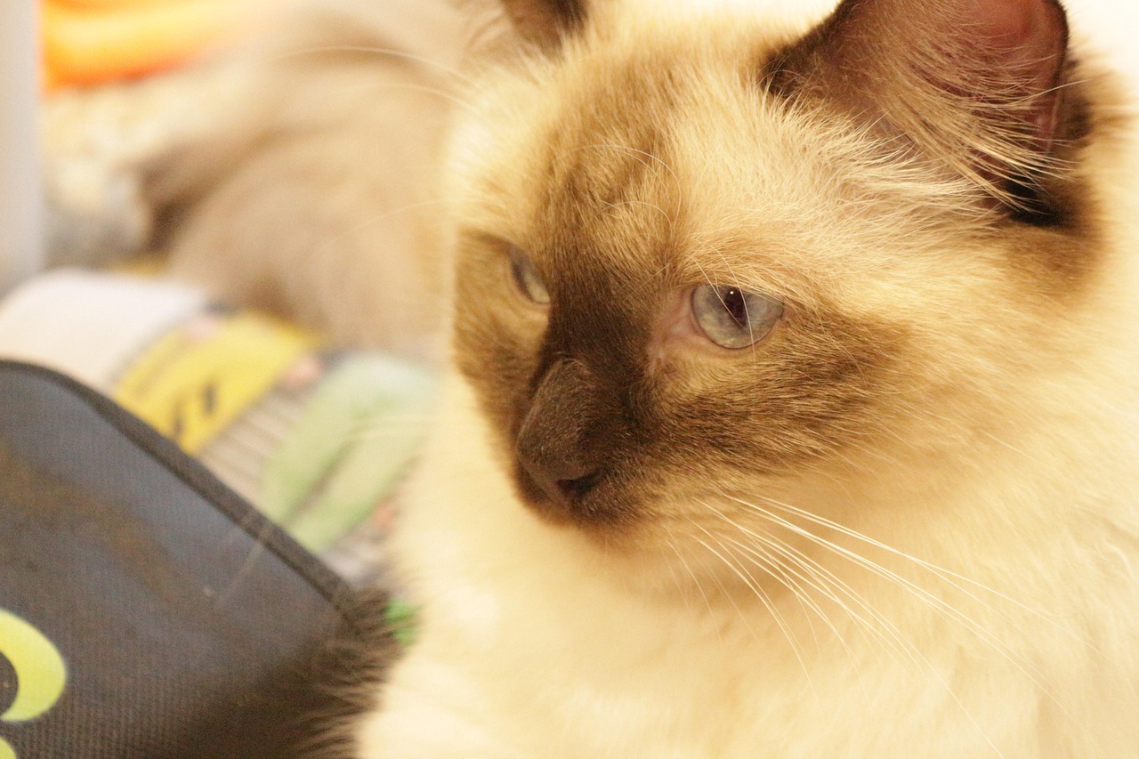 Cat Ragdoll - Free photo on Pixabay - Pixabay