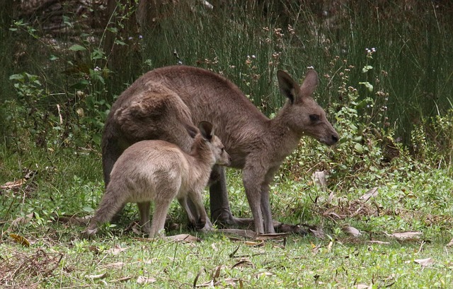Free Kangaroo Mother And Joey photo and picture