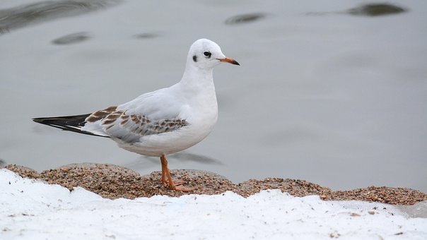 Free Bird Nature photo and picture