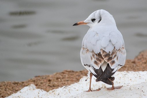 Free Bird Nature photo and picture