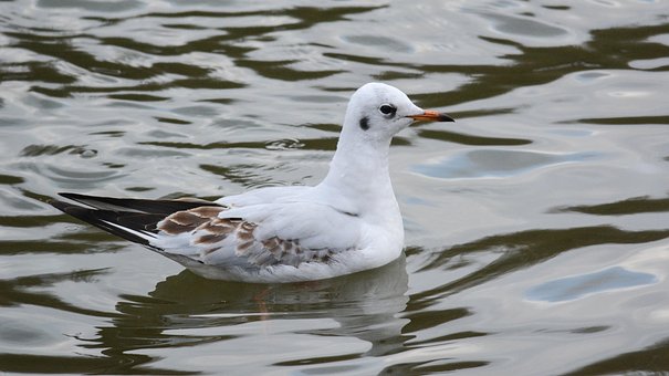Free Bird Ornithology photo and picture