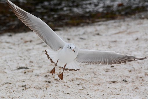Free Fly Bird photo and picture