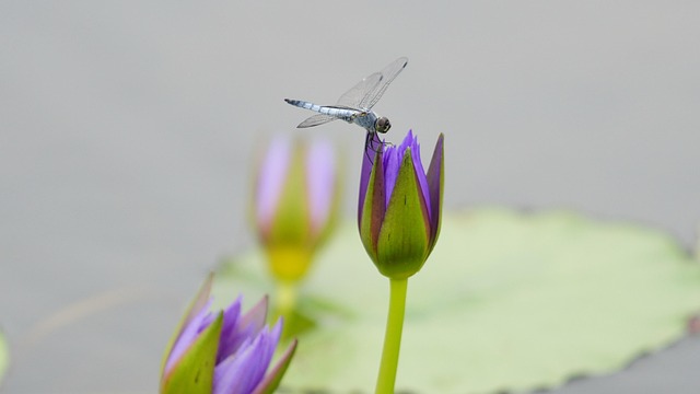 Free Dragonfly Insects photo and picture