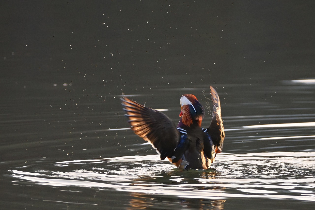 Mandrin Drake Mandarin Ducks Drake Wing Water - Free photo on Pixabay