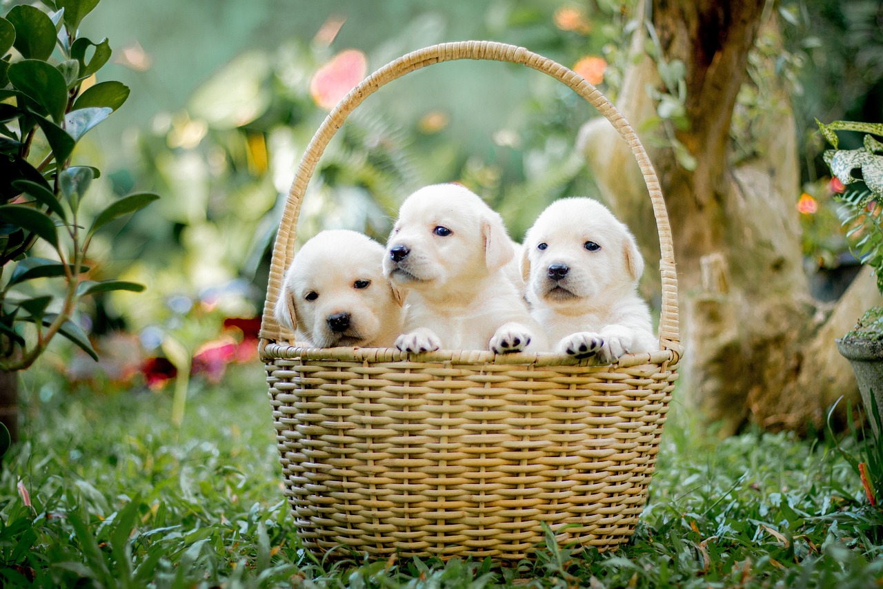 100 000 Kostenlose Hintergrundbilder Hunde Und Hunde Bilder Pixabay 100 000 Kostenlose Hintergrundbilder Hunde Und Hunde Bilder Pixabay