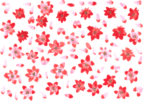 Free Flowers Beautiful Flowers vector and picture