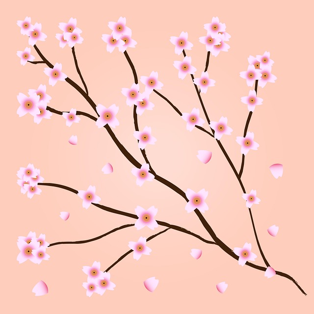 Blume, Floraler Hintergrund, Sakura