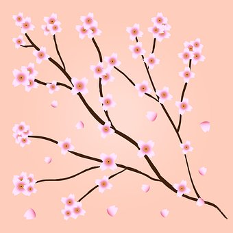 Flor, Sakura, Árvore, Bloom