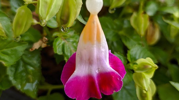 Free Flower Nature photo and picture