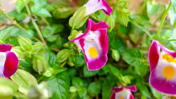 Free Nature Flowers photo and picture