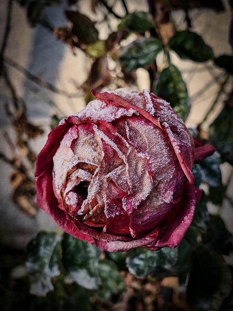 Free Rose Red Rose photo and picture