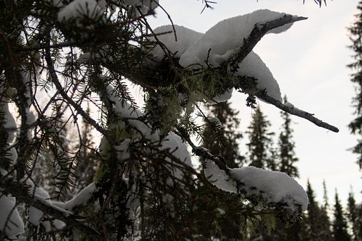 Musgo De Barba, Perene, Inverno, Neve