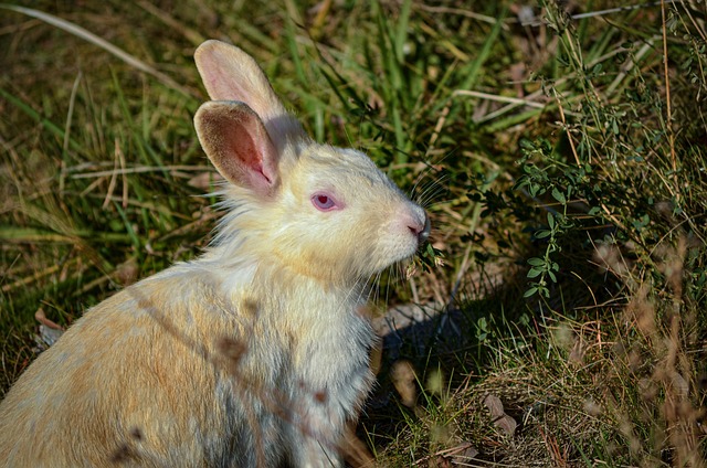 Free Nature Animal photo and picture