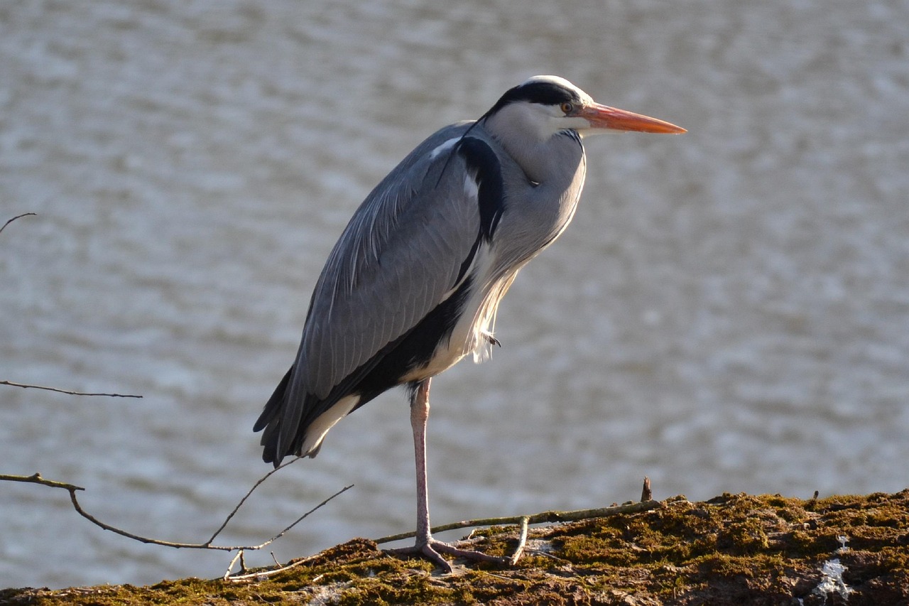 鳥 サギ 灰色のサギ - Pixabayの無料写真 - Pixabay