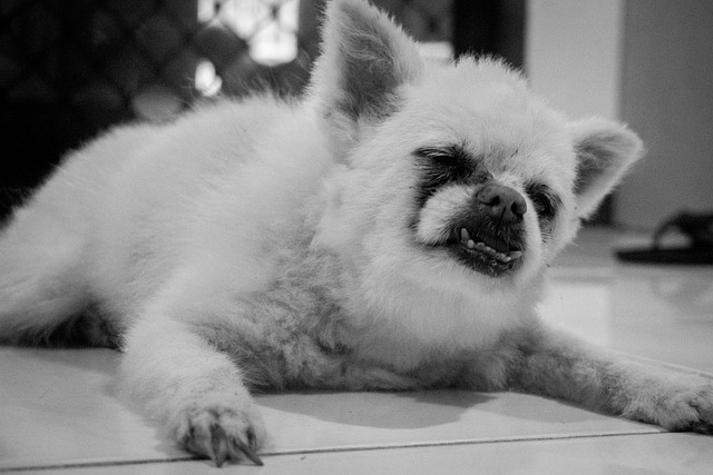 Free Dog Pomeranian photo and picture