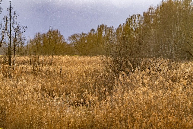 Landscape Field Reeds Reeds Nature Landscape - Free photo on Pixabay