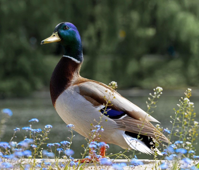 Ente See Blumen - Kostenloses Foto auf Pixabay