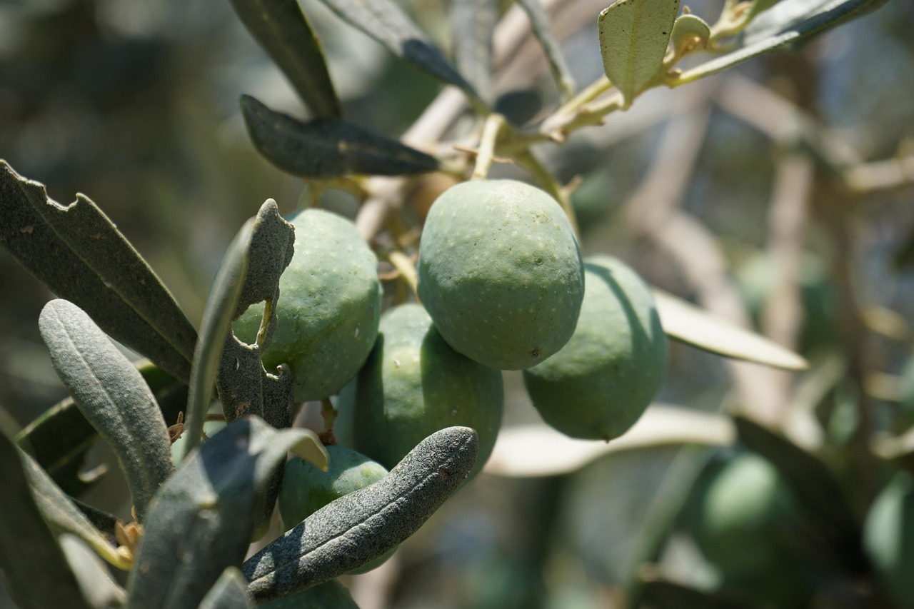 Olives Olive Tree Fruit Free photo on Pixabay