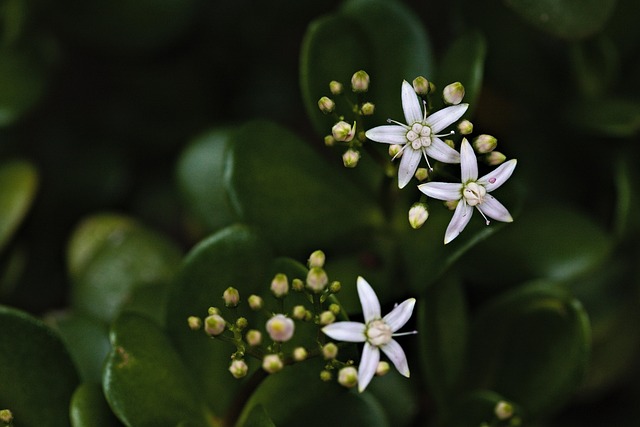 Jade Plant Flowers - Free photo on Pixabay