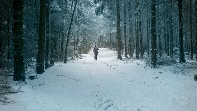 Free Winter Forest photo and picture