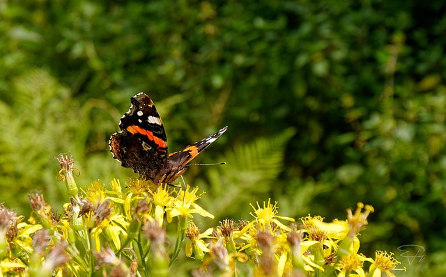 Free Butterfly Admiral photo and picture