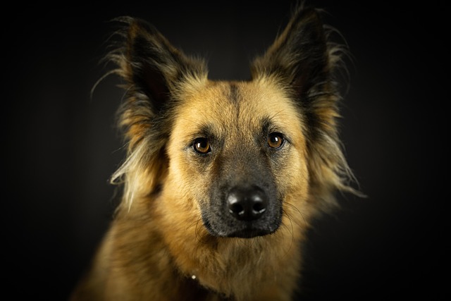 Free Dog Nature photo and picture