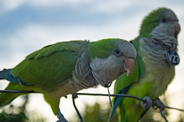 Free Parakeets Parrots photo and picture