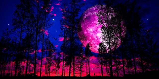 Free trees forest moon illustration