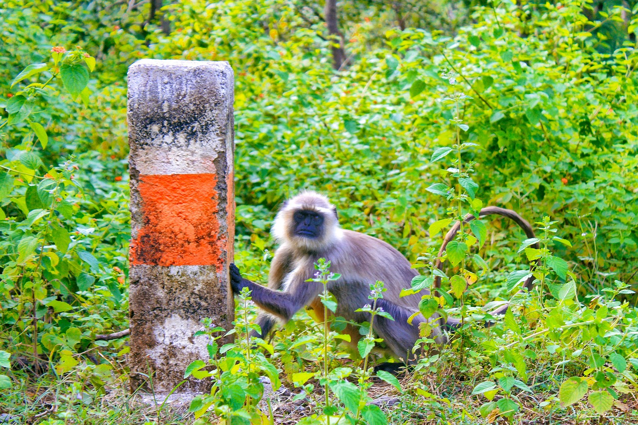 Monkey Langur Gray - Free photo on Pixabay - Pixabay
