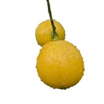 Free Lemon Lemons illustration and picture