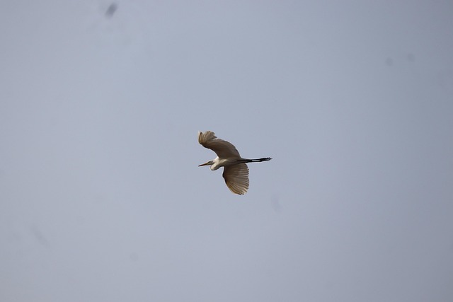Free Egret Birdphotography photo and picture