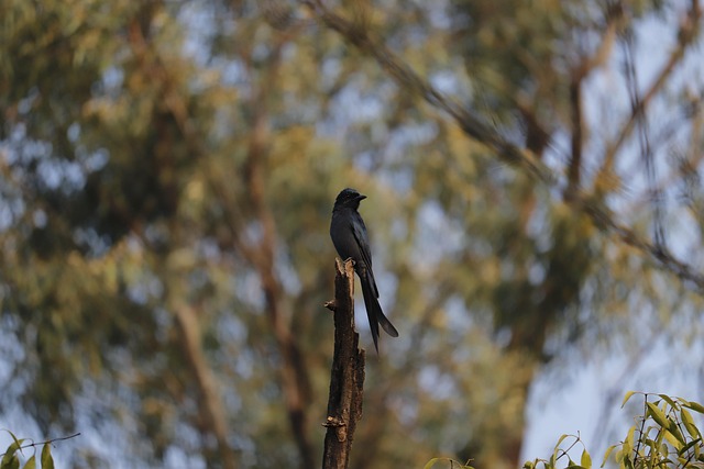 Free Drongo Birdphotography photo and picture