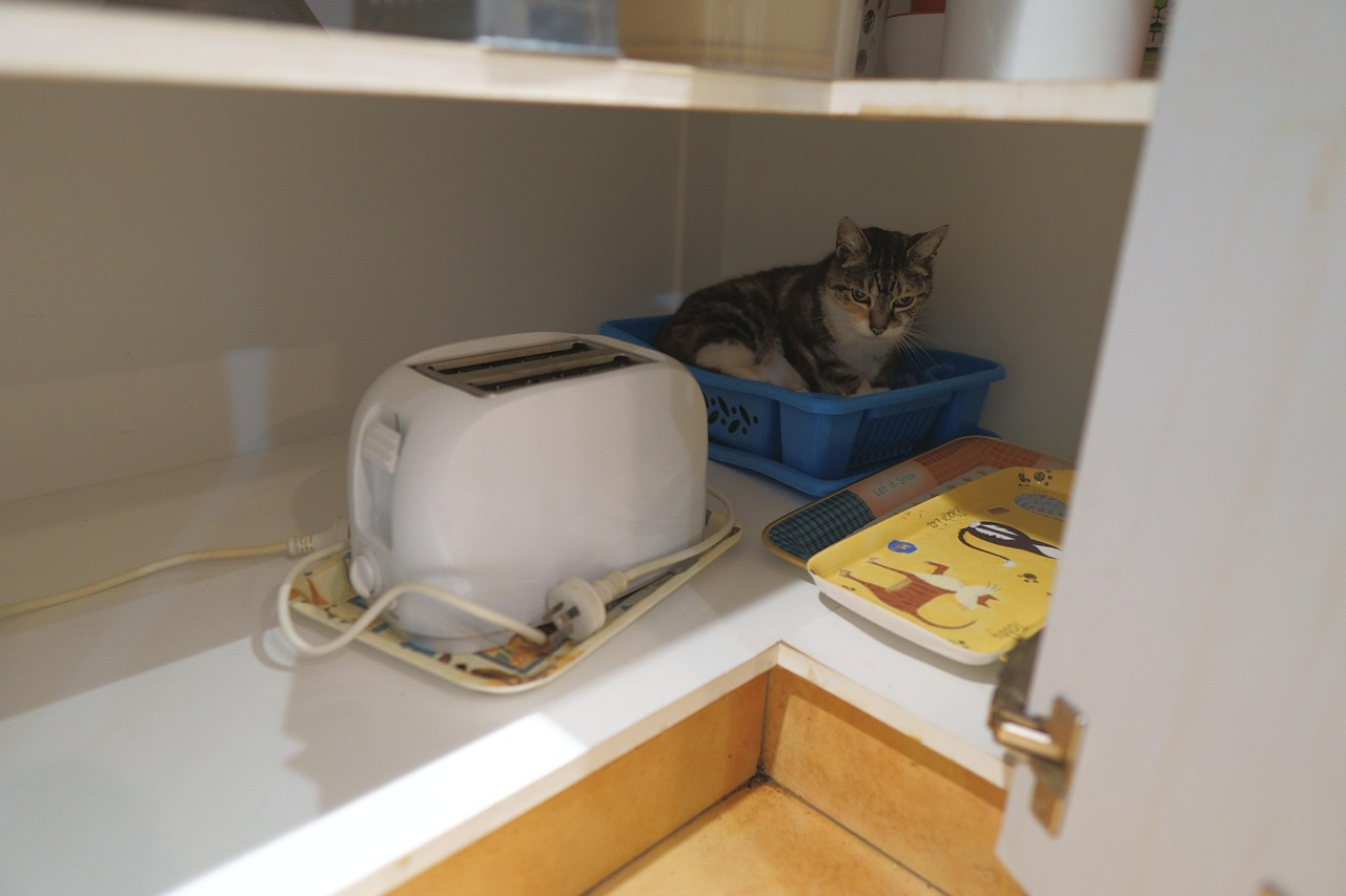Cat Toaster Free photo on Pixabay Pixabay