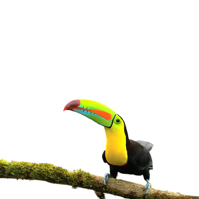 Ave Ramphastos Sulfuratus