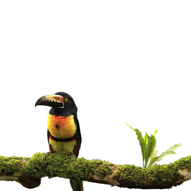 Pájaro Tucán Transparente