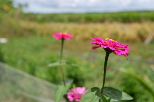 Free Nature Flower photo and picture