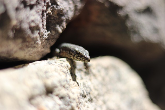 Free Lizard Stones photo and picture