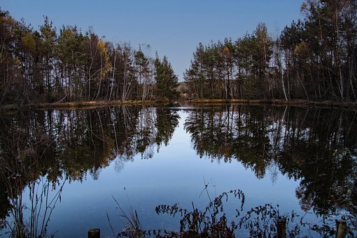 Sø, Træer, Landskab, Naturreservat