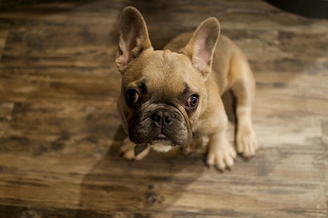 Französische Bulldogge, Hund, Haustier