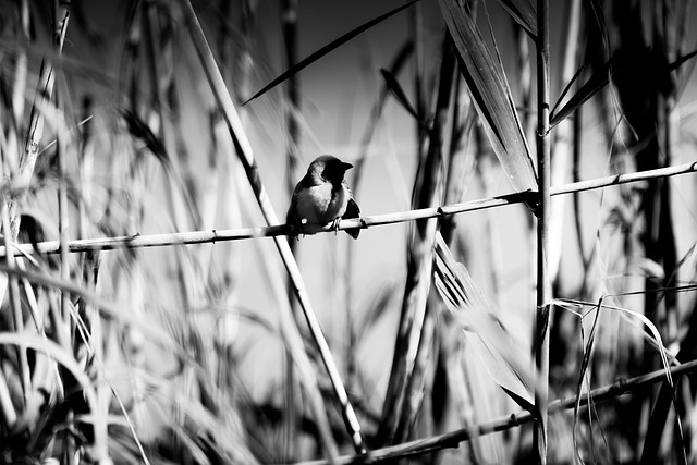 En Blanco Y Negro, Tejedor, Pájaro