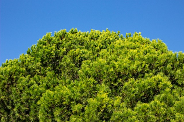 Arvores, Céu, Natureza, Turquia