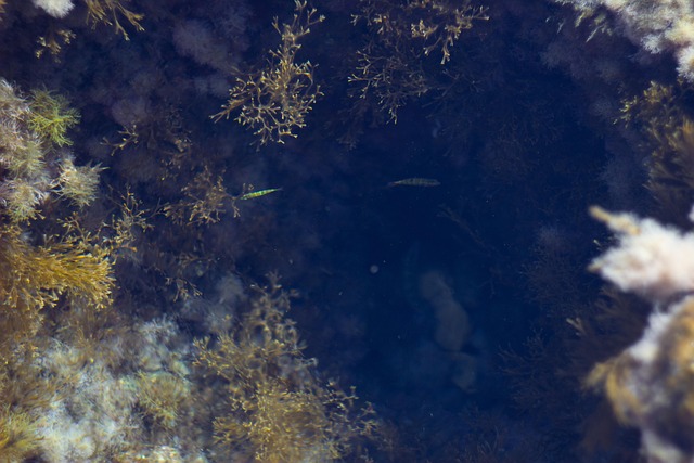 Peixe, Água, Mar, Algas Marinhas