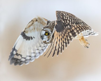 Free Owl Bird photo and picture