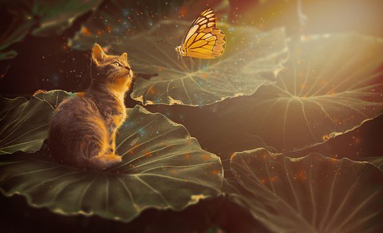 Free Cat Butterfly photo and picture