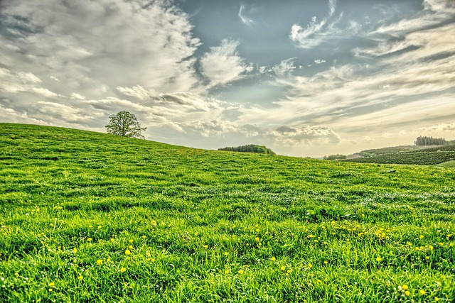 Free Sun Meadow photo and picture