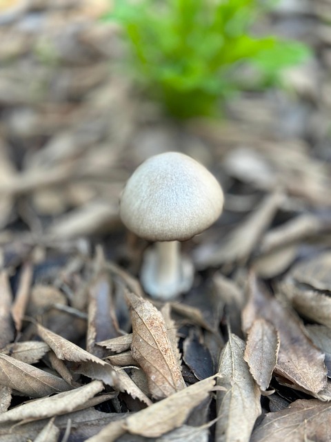 Free Mushroom Forest photo and picture