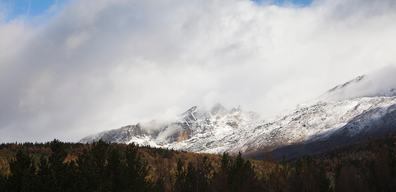 Forest - free online jigsaw puzzle photo