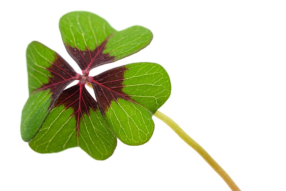Four Leaf Clover Luck Lucky Free Photo On Pixabay