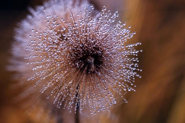 Free Dewdrops Morning Dew photo and picture